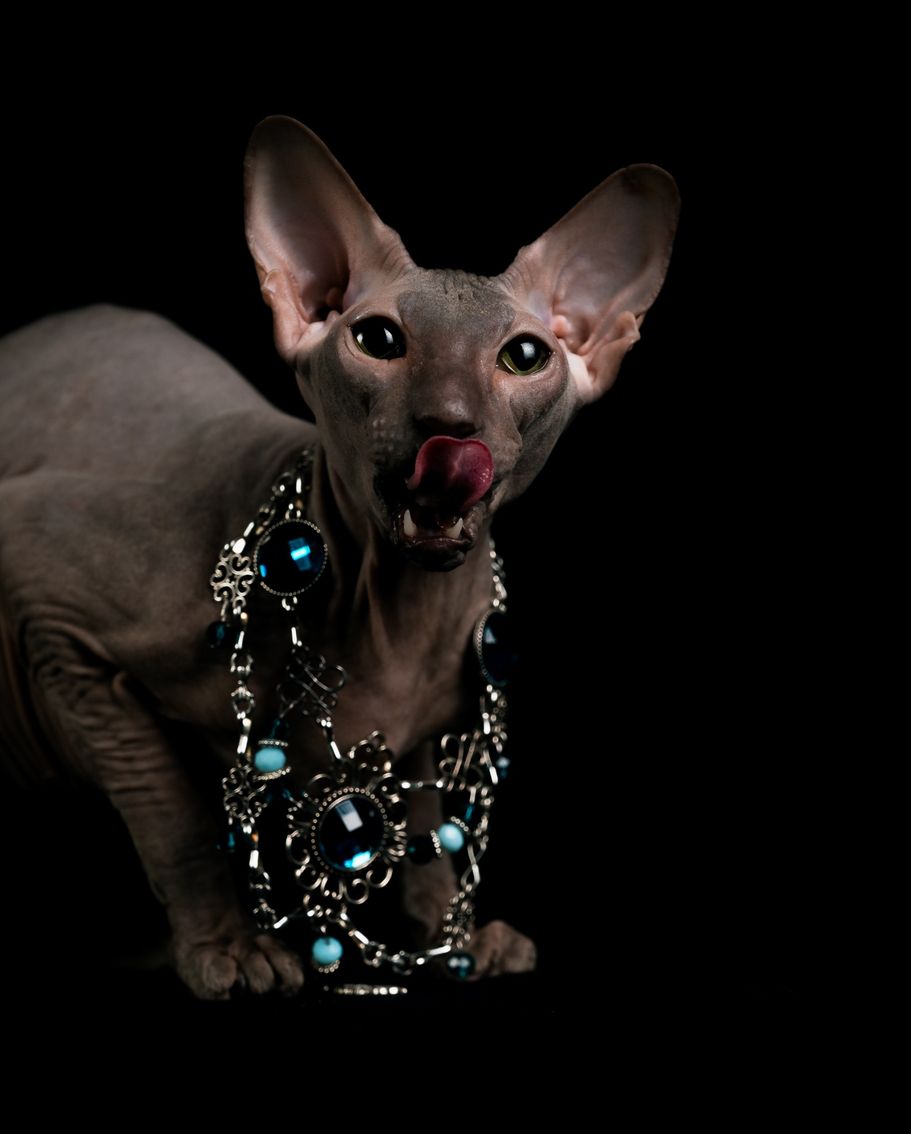 Sphinx Katze im Studio