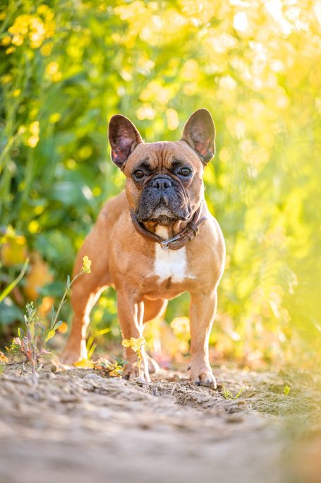 Französische Bulldogge 