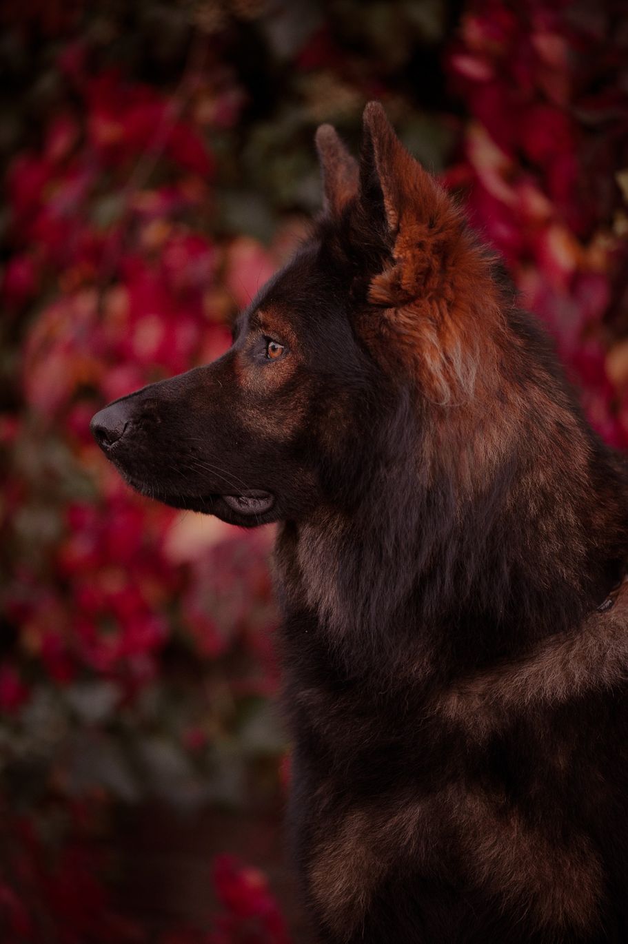 Altdeutscher Schäferhund