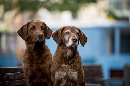 Chesapeake Bay Retriever Ladies