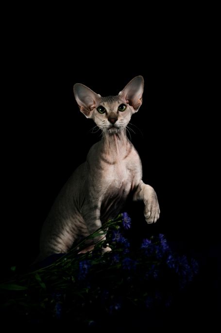 Peterbald Katze im Studio