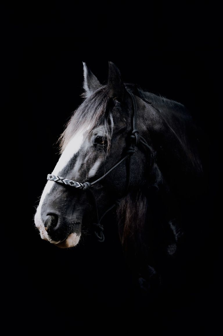 Schwarzes Pferd im Studio