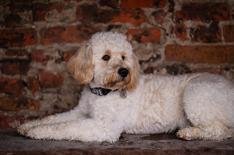 Golden Doodle