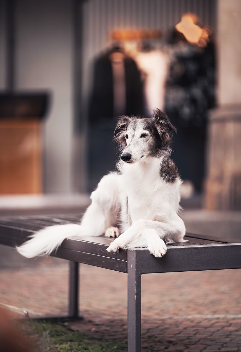 Longhair Whippet in der Stadt