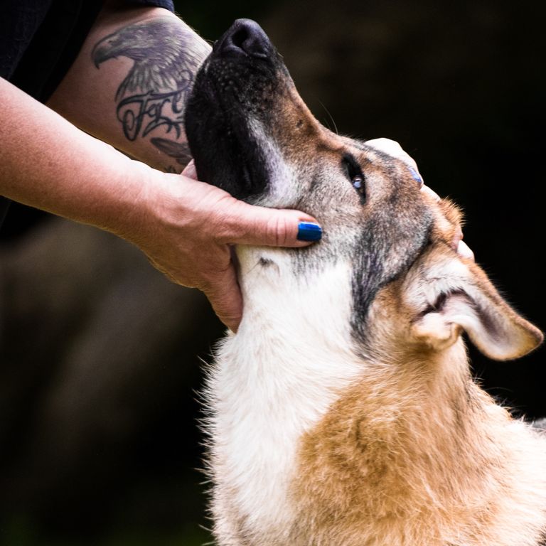 Forever - Wolf und Mensch