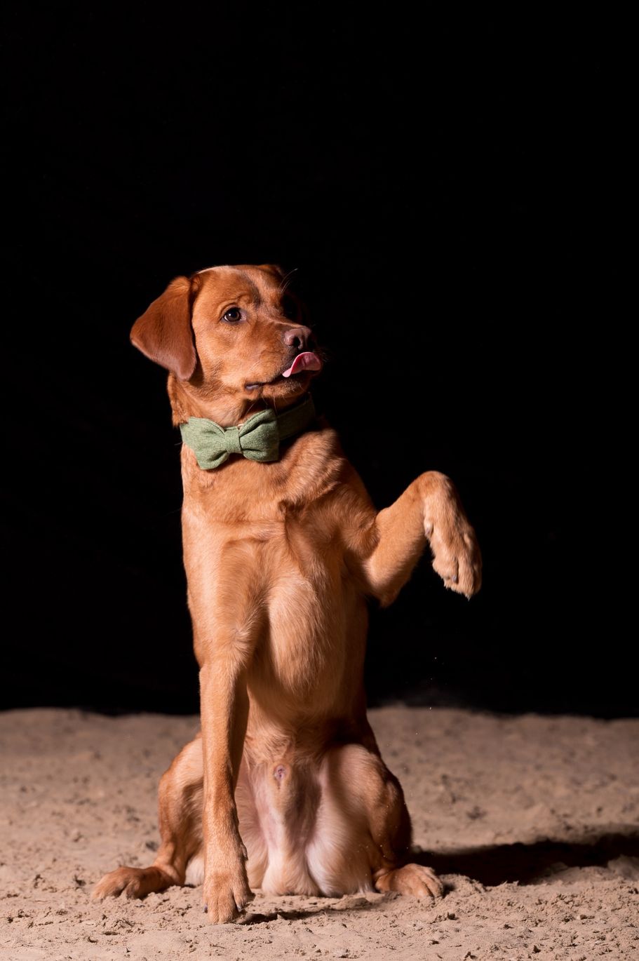 Foxred Labrador Retriever: Trickdog im Studio