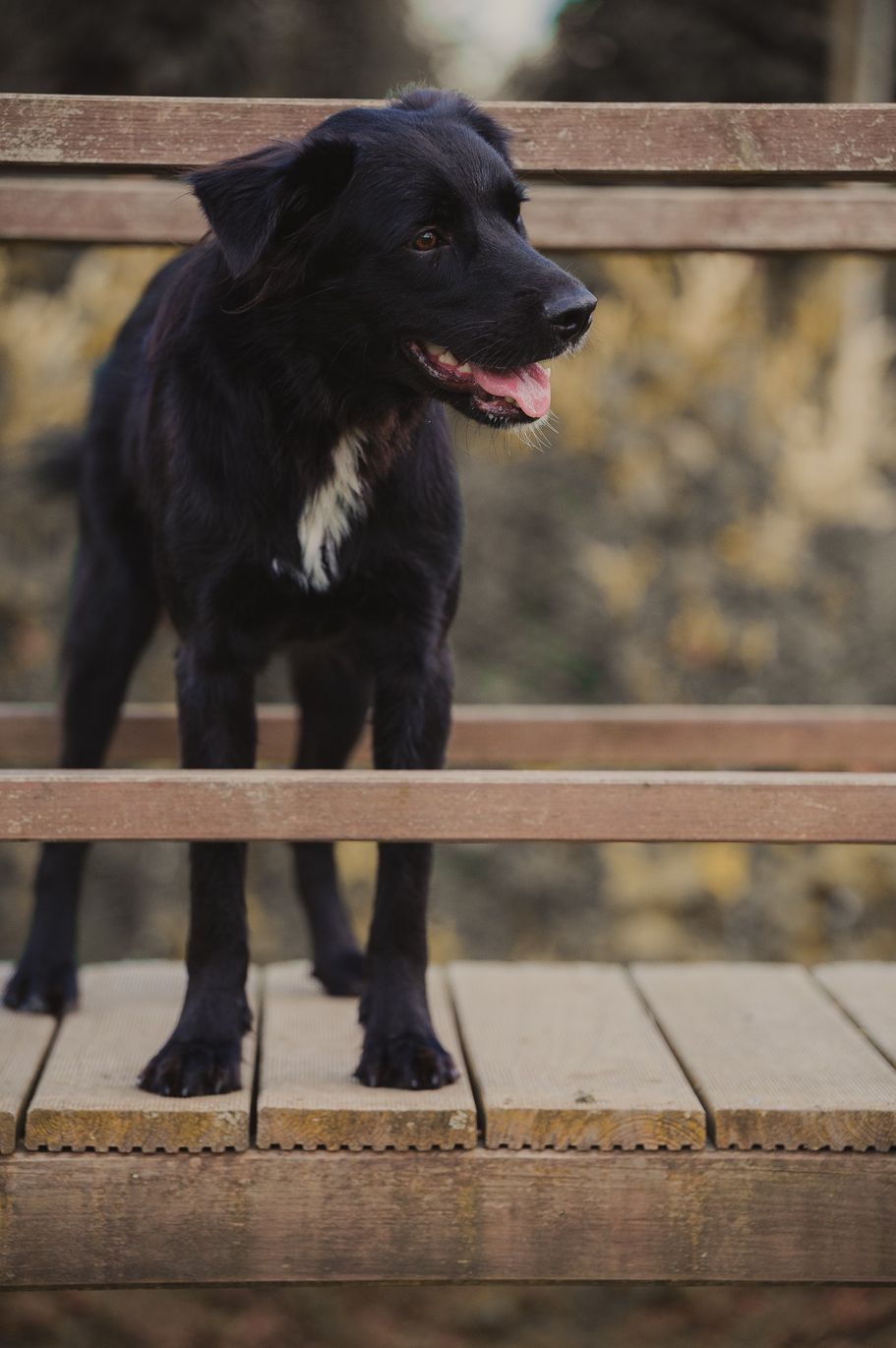Tierschutzhund sportlich unterwegs