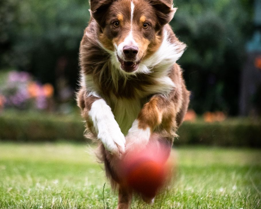 Action Dog