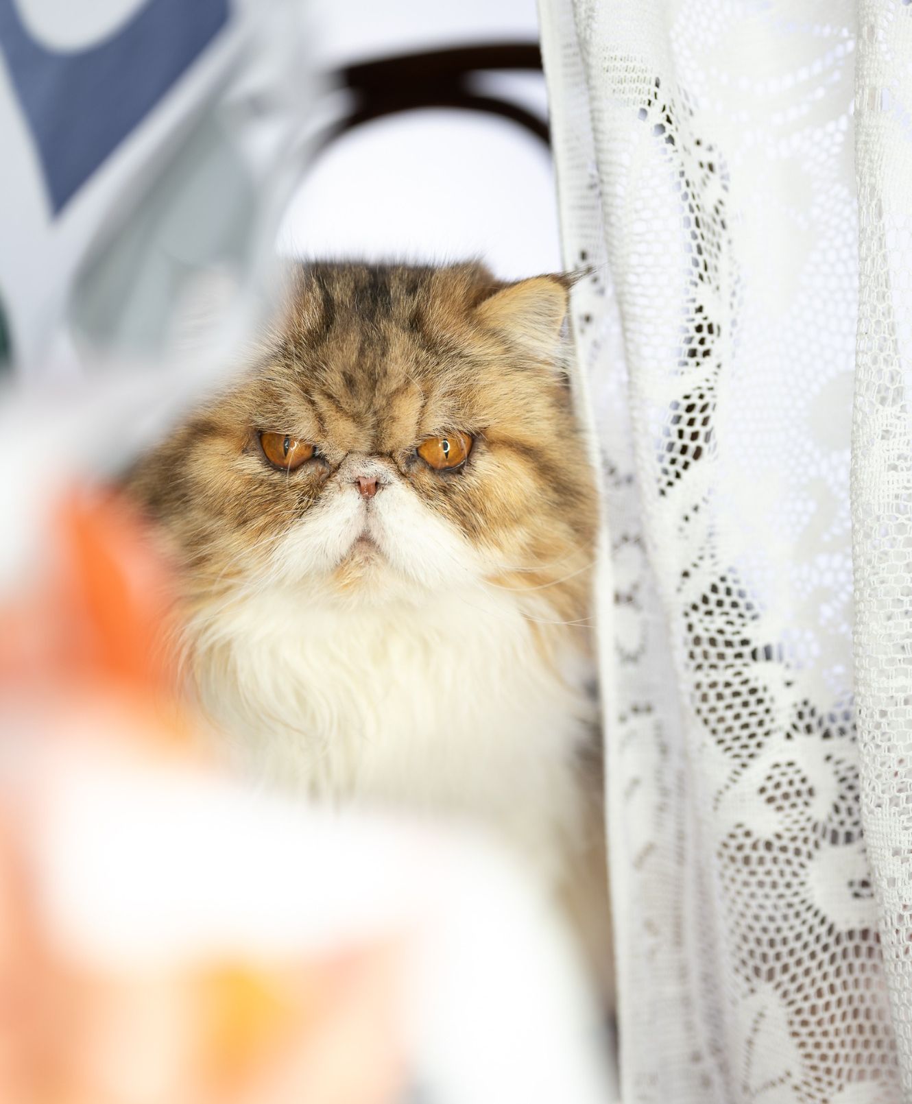 Perserkatze im Studio