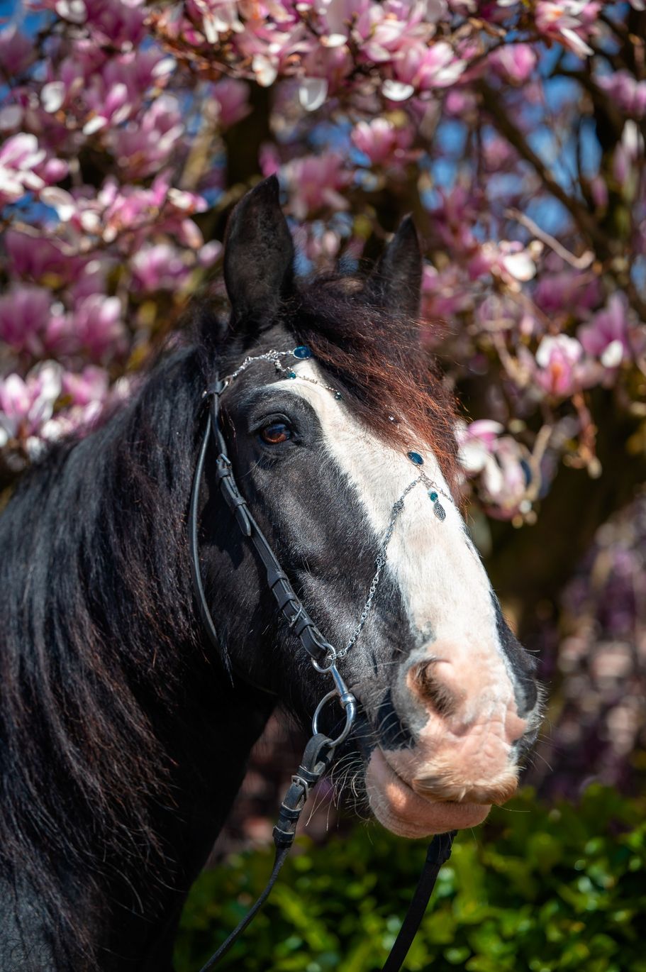 Tinker vor Magnolie