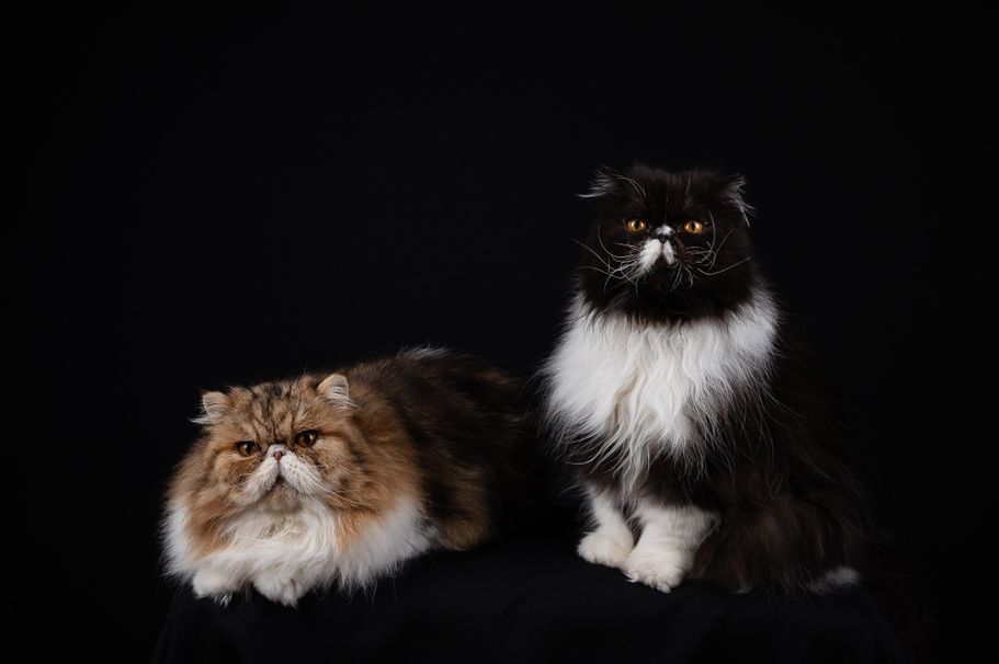 Perserkater im Studio