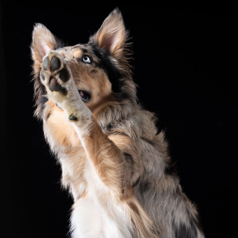 Border Collie -Paws Up!