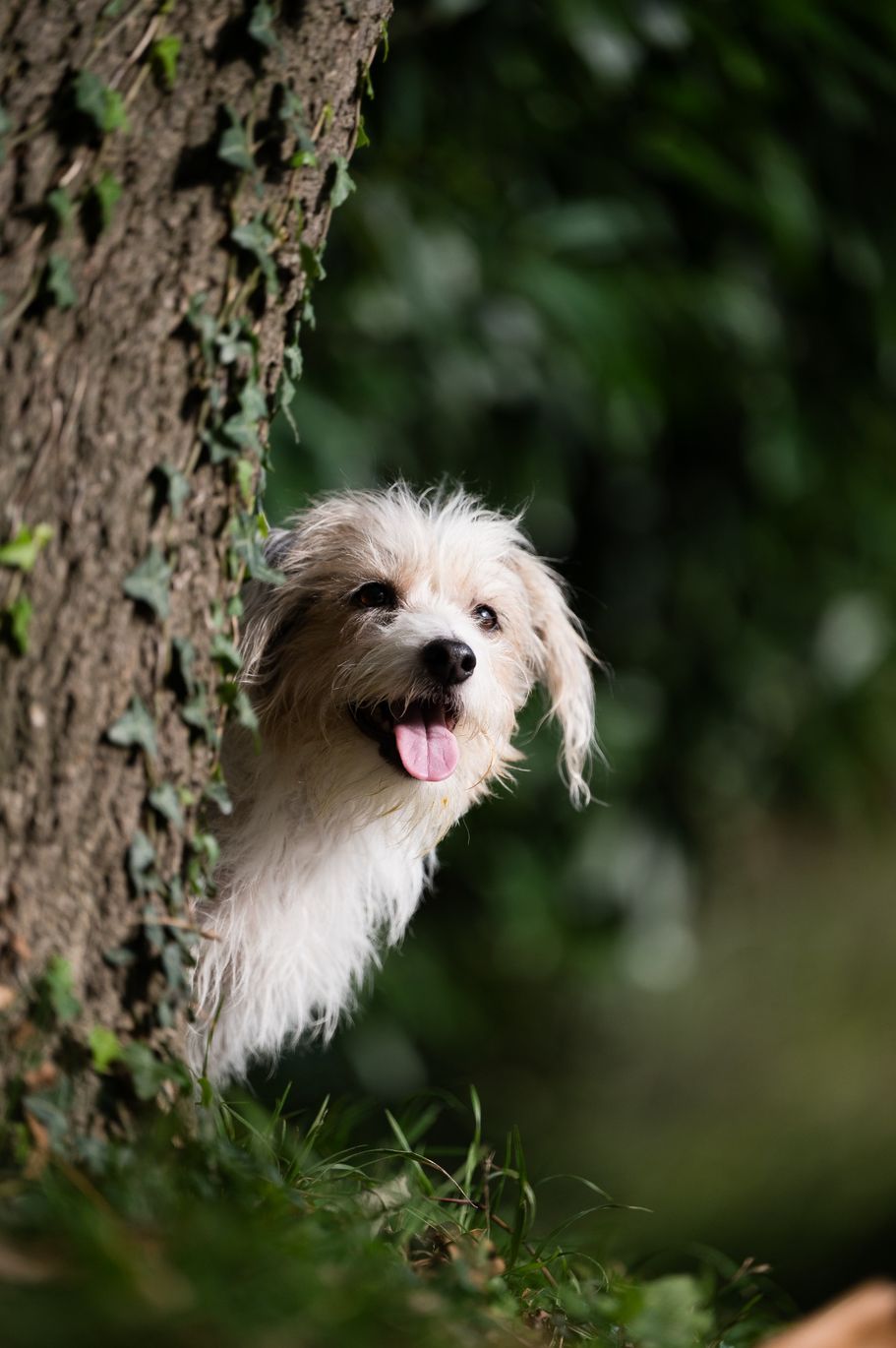 Jack Russell Terrier