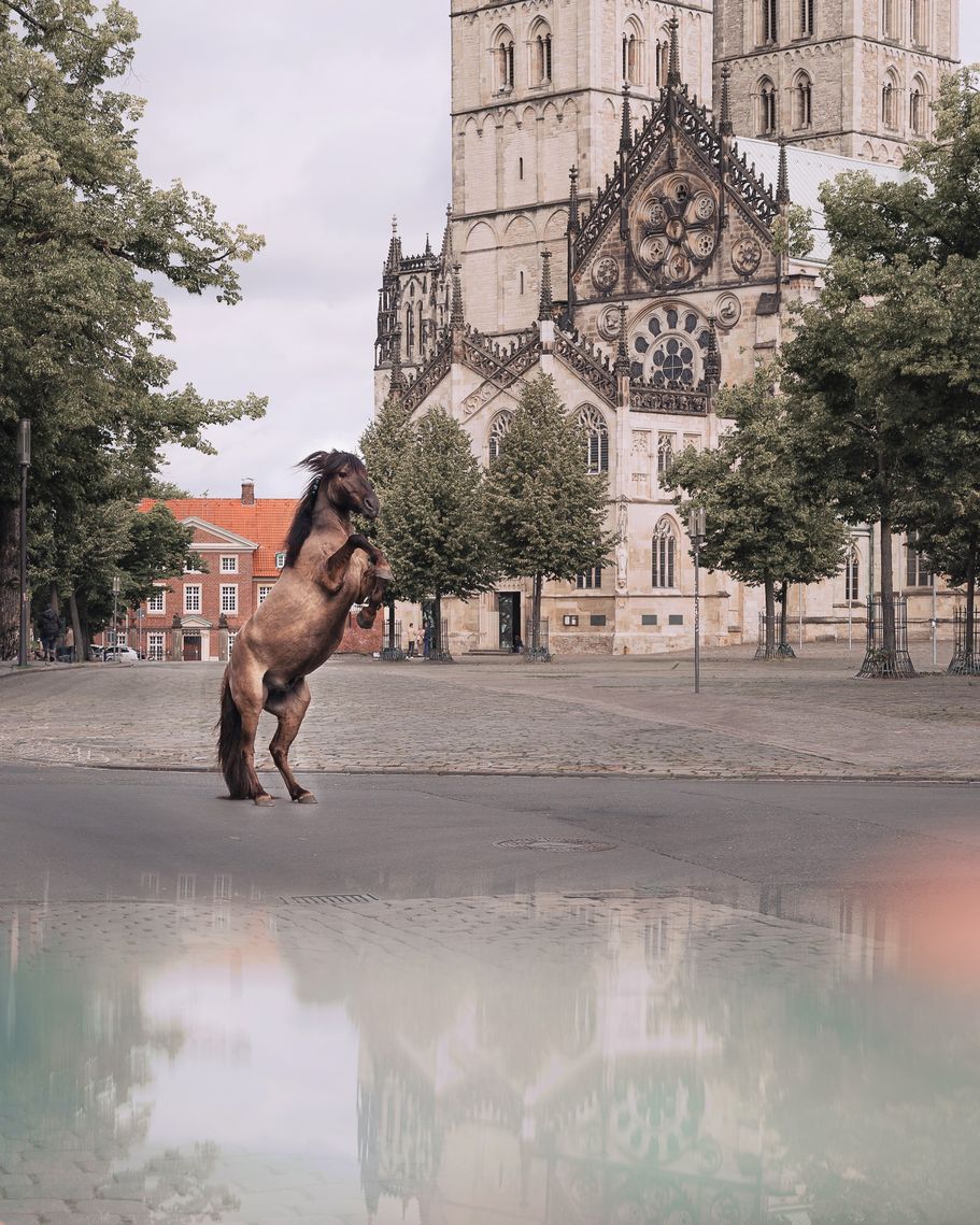 Dülmener Wildpferd in Münster