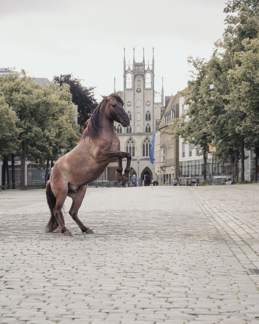 Steigendes Pferd vor dem Rathaus Münster