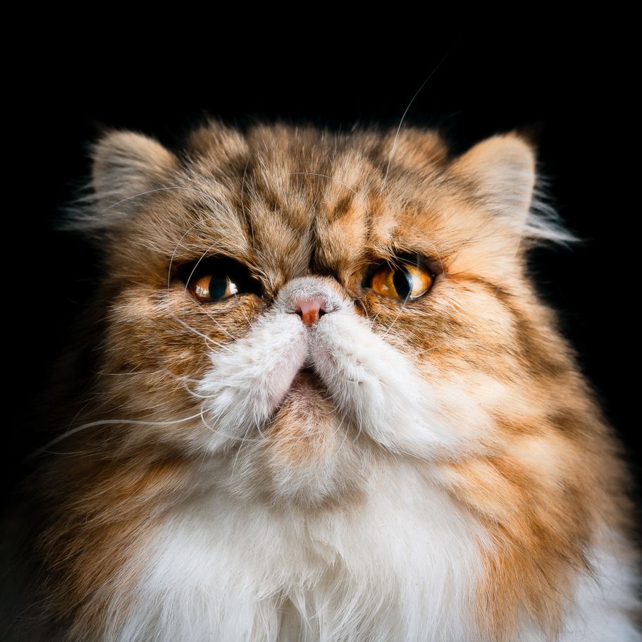 Perserkatze im Studio