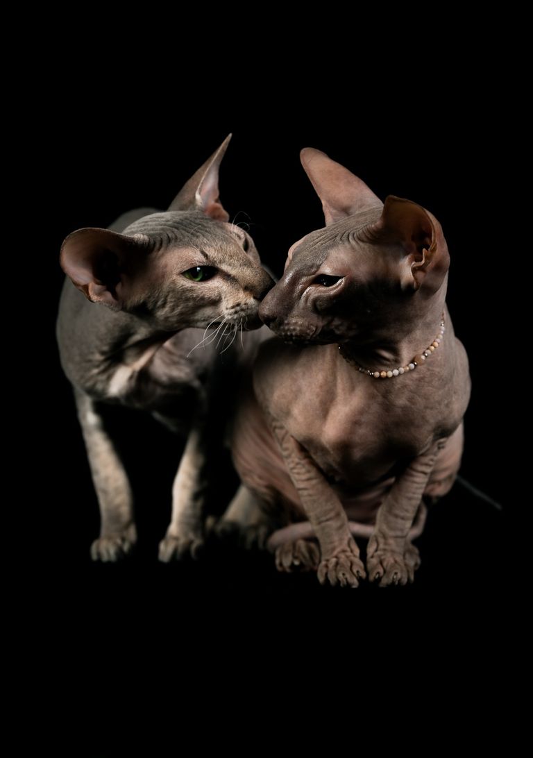 Peterbald und Sphinx Katze