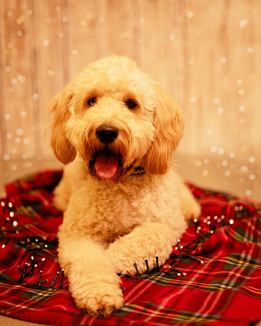 Golden Doodle 