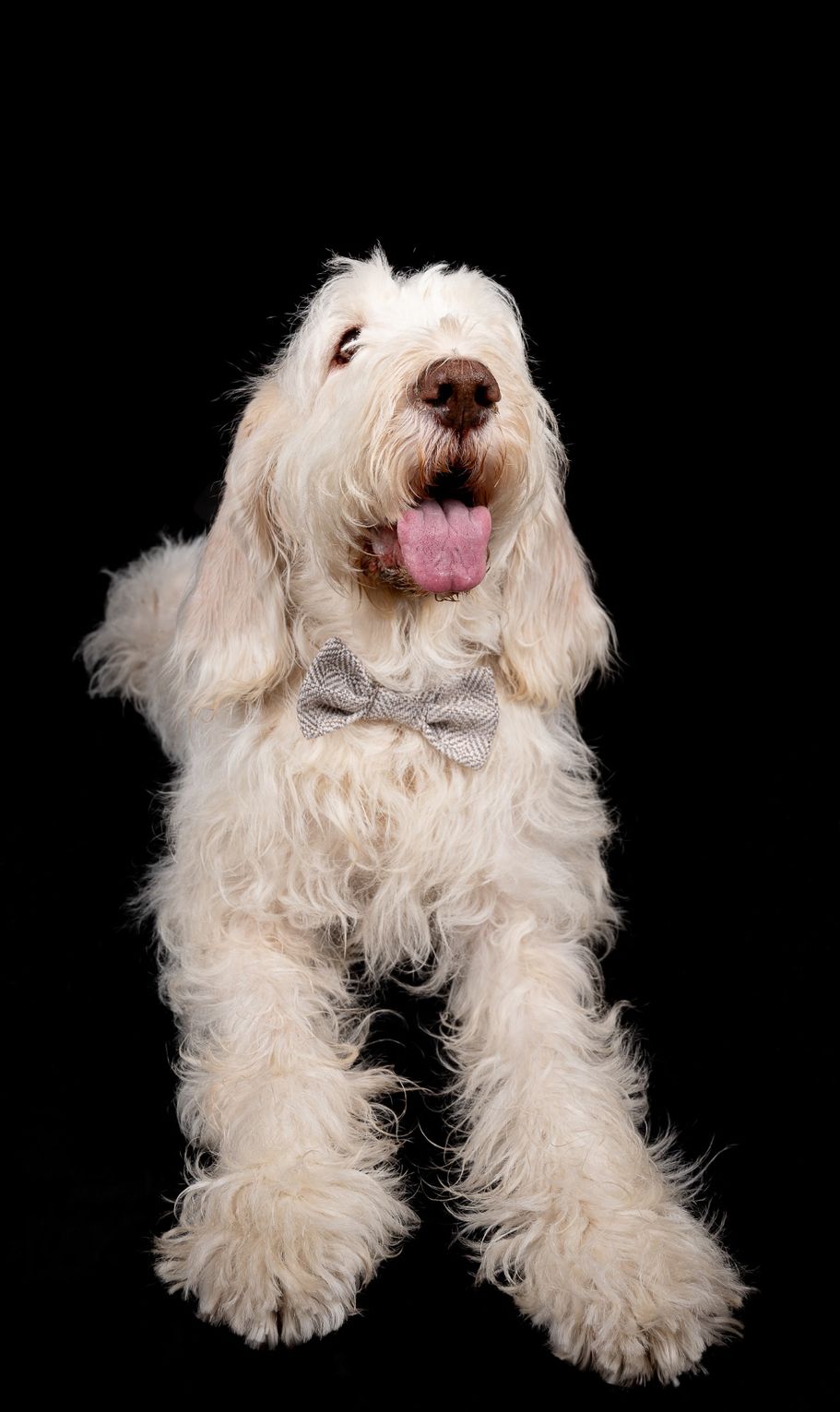 Spinone Big B im mobilen Fotostudio