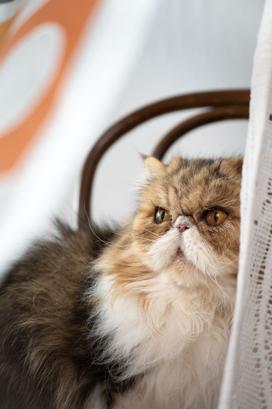 Perserkater Portrait zuhause
