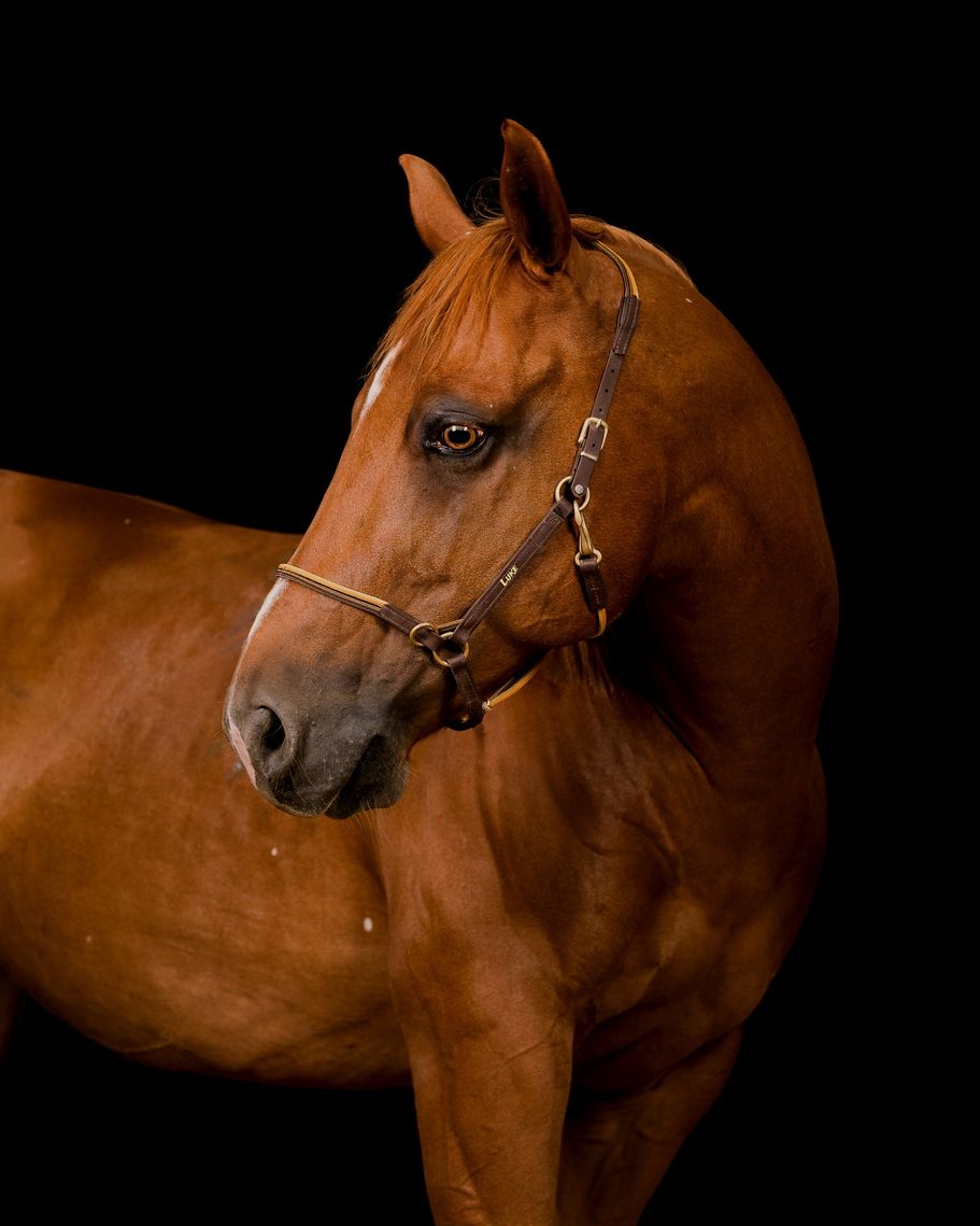 Quarter Horse Fuchs vor Schwarz