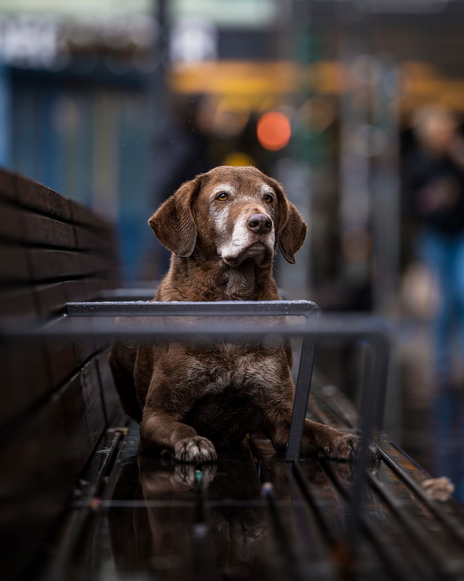 City Dog Chesapeake Bay Retriever