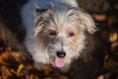 Jack Russell Terrier