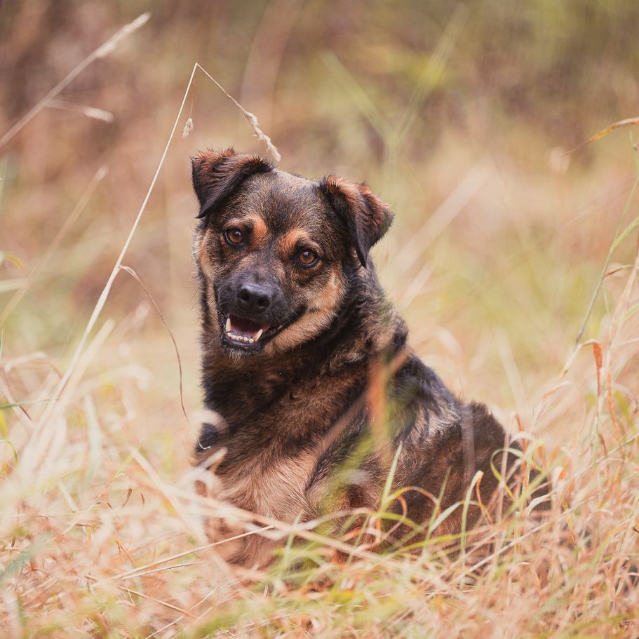 Tierschutzhund Portrait Outdoor 