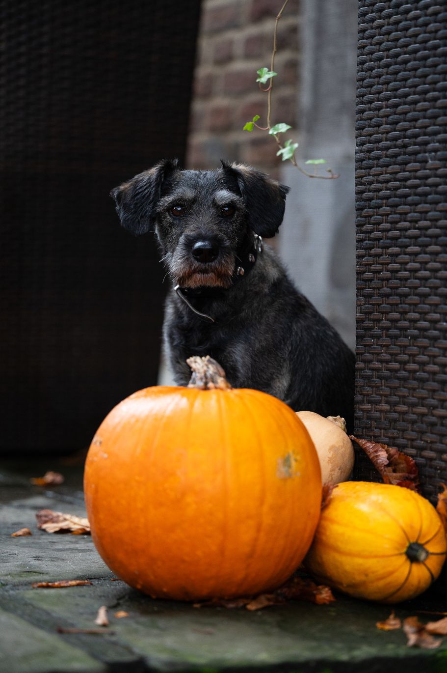 Schnauzerhündin