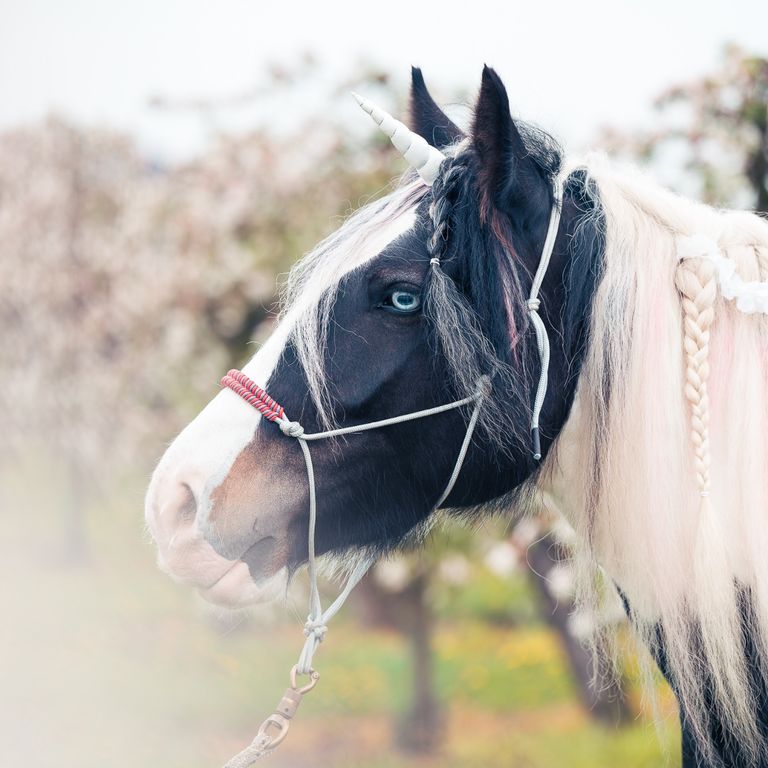 Einhorn Fotoshooting