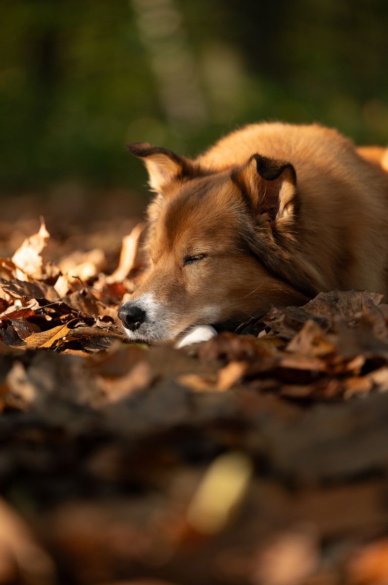 International Pet Photography Award 2024 Bronze