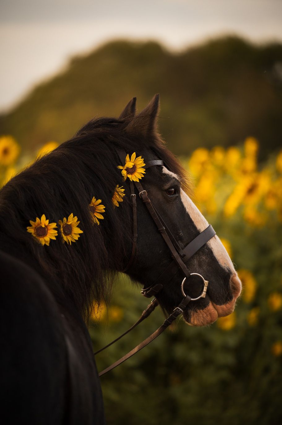 Irish Cob in den Sonnenblumen