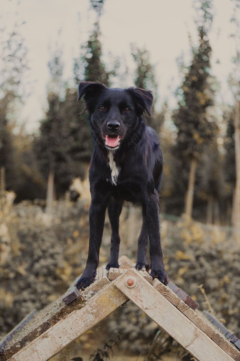 Tierschutzhund sportlich unterwegs