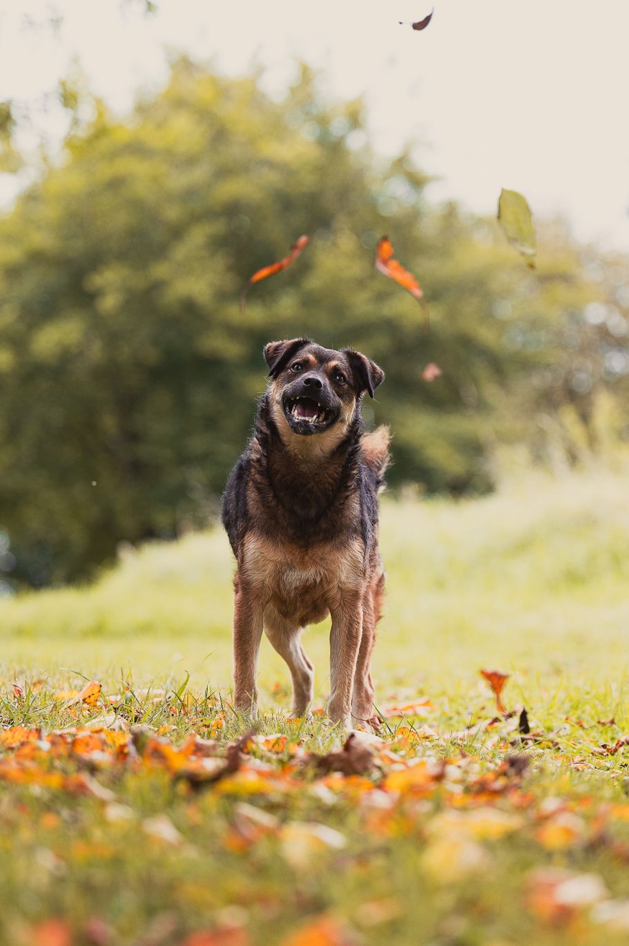 Tierschutzhund im Herbstwald