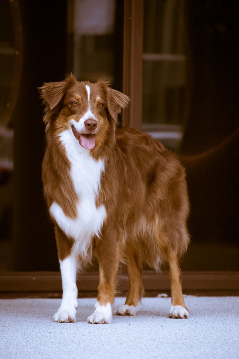 Australian Shepherd 