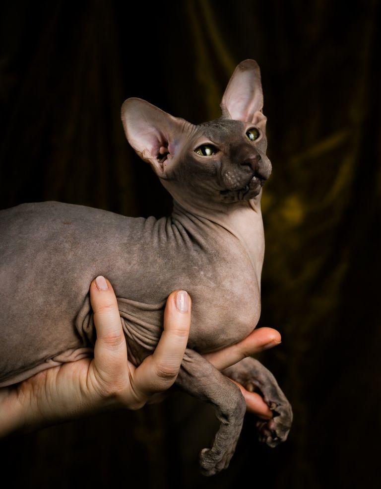 Katzenliebe: Sphinx Katze