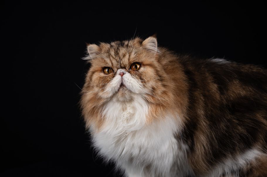 Perserkatze im Studio