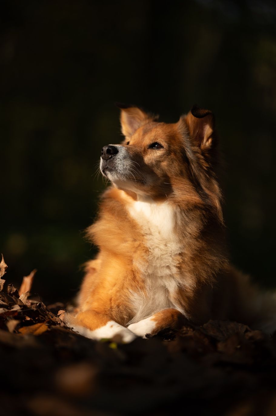 Herbstsonne genießen beim Fotoshooting