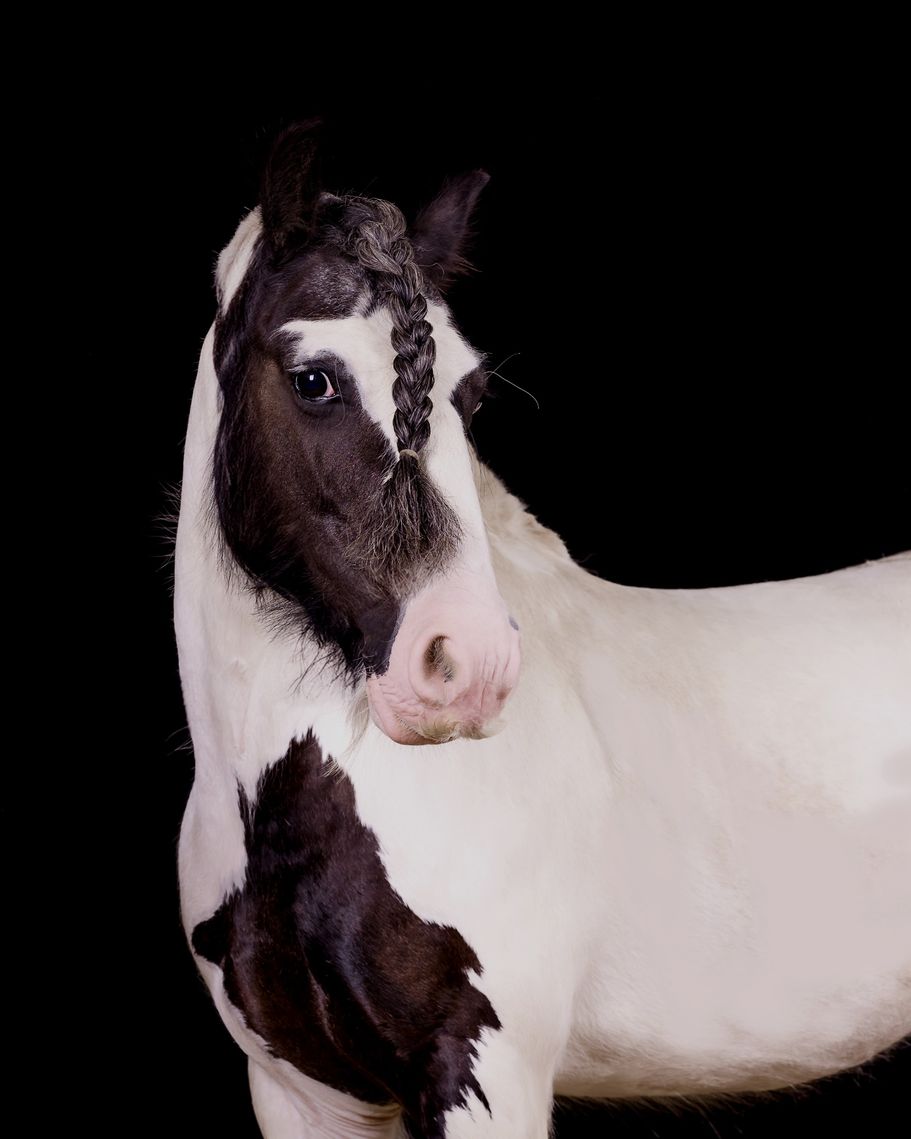 Geschecktes Tinkerpony vor Schwarz