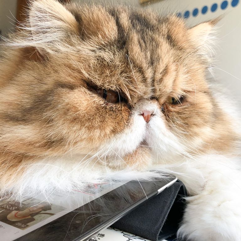 Kater surft im Internet