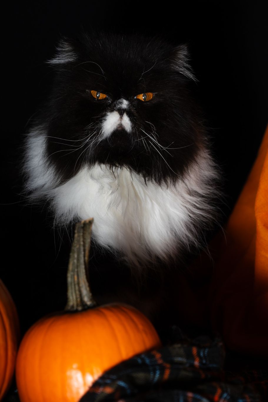 Halloween Cat