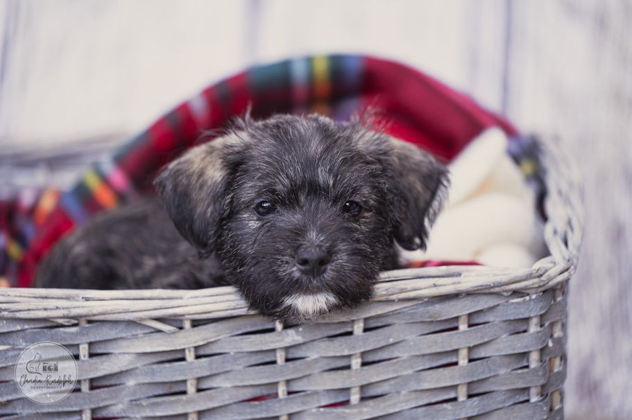 Zuckersüßer Hundewelpe