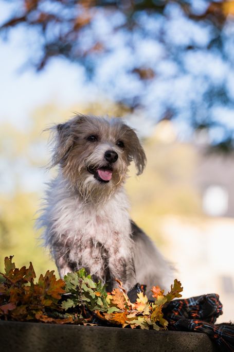 Rough Coated Jack Russell Terrier Outdoor