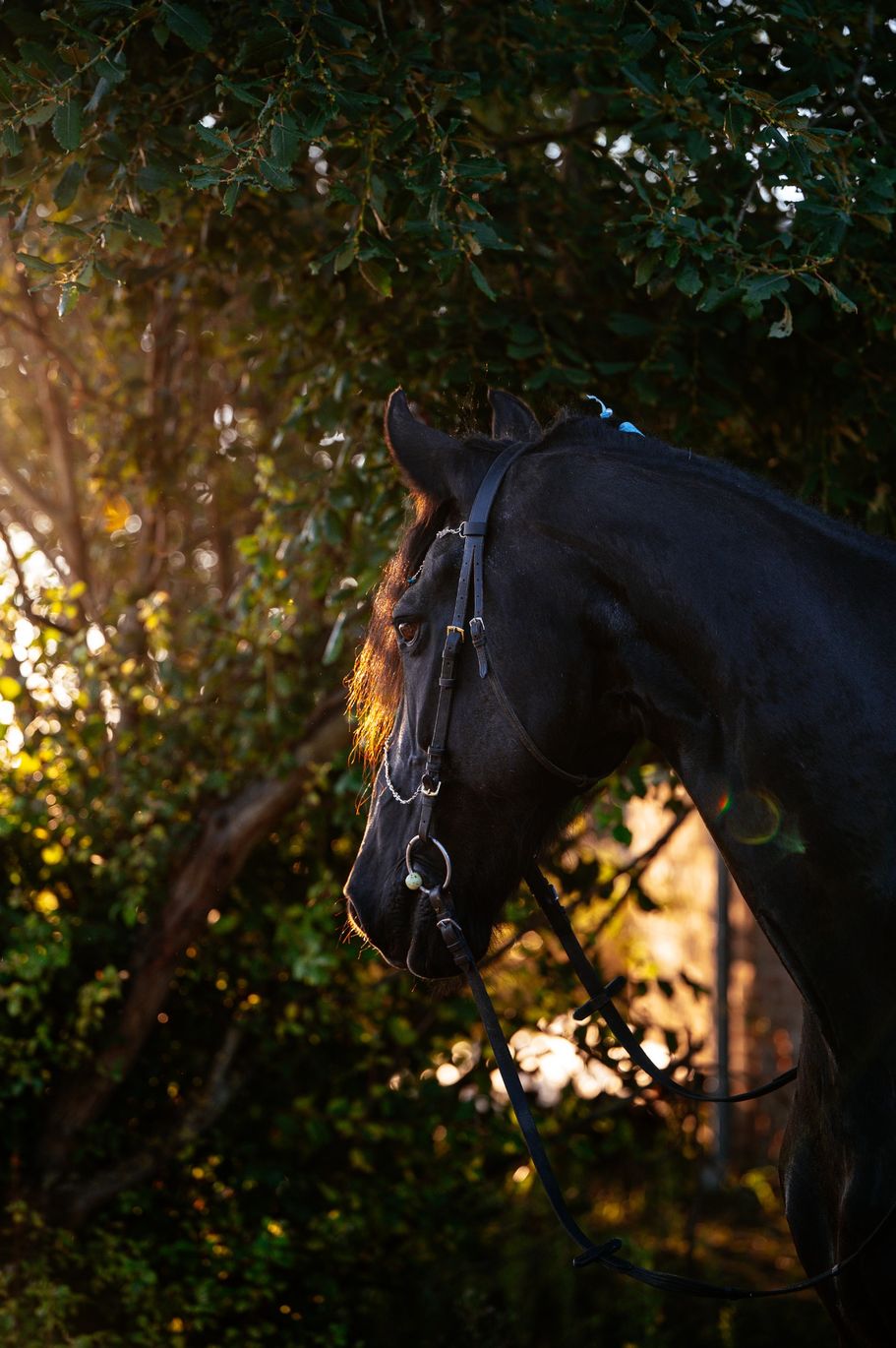Friese in der Abendsonne