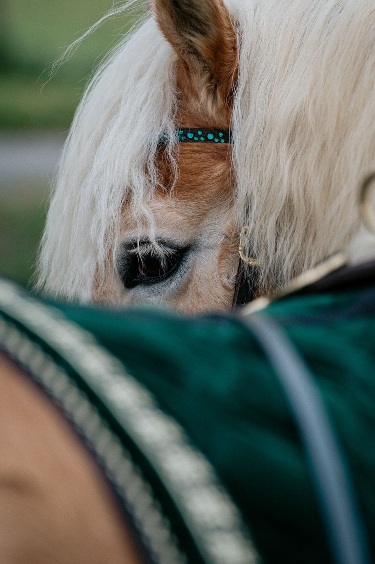 Haflinger